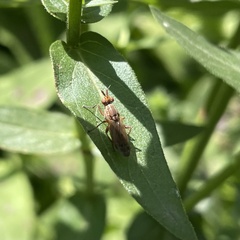 Sciomyzidae