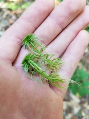 Sphagnum girgensohnii