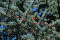 Picea engelmannii