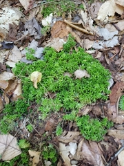 Sphagnum girgensohnii
