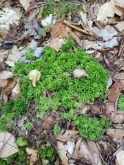 Sphagnum girgensohnii