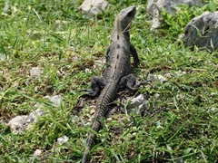 Ctenosaura similis