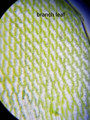 Sphagnum girgensohnii