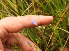 Campanula californica
