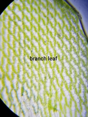 Sphagnum girgensohnii