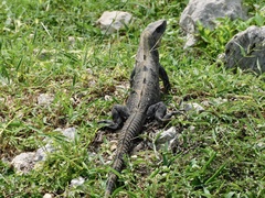 Ctenosaura similis