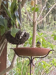 Eopsaltria australis