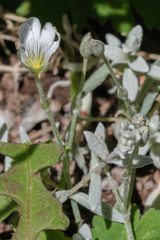 Cerastium arvense