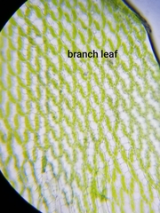 Sphagnum girgensohnii