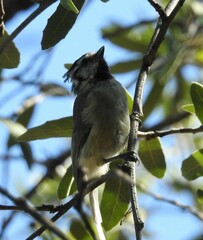 Baeolophus wollweberi