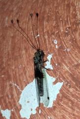 Ululodes macleayanus