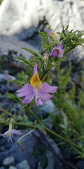 Schizanthus hookeri