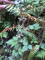 Tiarella trifoliata trifoliata