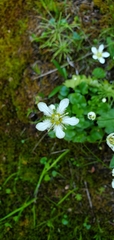 Parnassia fimbriata