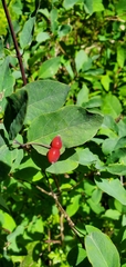 Lonicera utahensis
