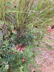 Indigofera capillaris
