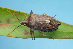 Oechalia schellenbergii