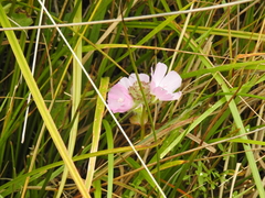 Sidalcea calycosa rhizomata