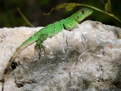 Ctenosaura similis