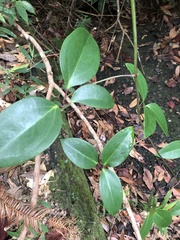 Clematis crassifolia