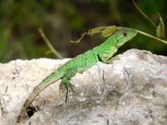 Ctenosaura similis