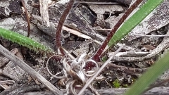 Caladenia cardiochila