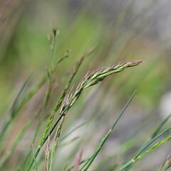 Festuca