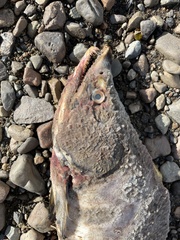 Oncorhynchus gorbuscha