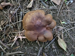 Boletinellus merulioides