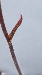 Caladenia cardiochila