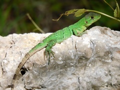 Ctenosaura similis