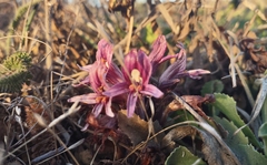 Aphyllon californicum