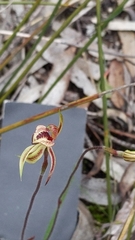 Caladenia cardiochila
