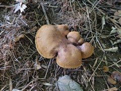 Boletinellus merulioides