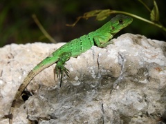 Ctenosaura similis