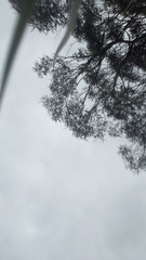 Caladenia cardiochila