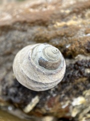 Austrocochlea constricta