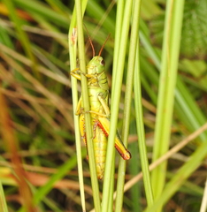 Melanoplus bivittatus