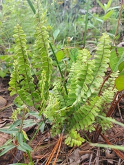 Asplenium monanthes