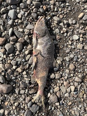 Oncorhynchus gorbuscha