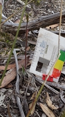 Caladenia cardiochila