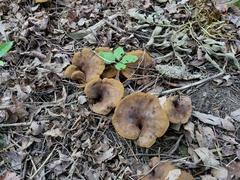 Boletinellus merulioides