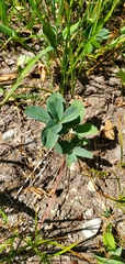 Fragaria virginiana
