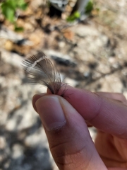 Gallirallus philippensis