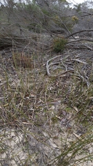 Caladenia cardiochila