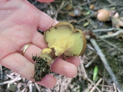 Boletinellus merulioides