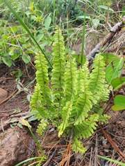 Asplenium monanthes