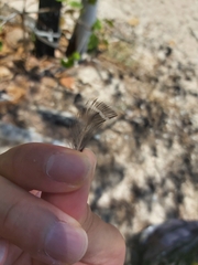 Gallirallus philippensis