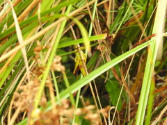 Melanoplus bivittatus