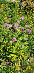 Cirsium edule